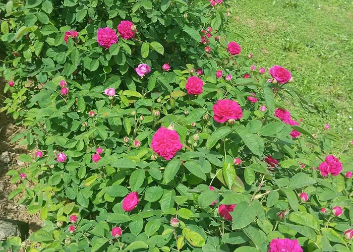 Musinbegovic Appartement *